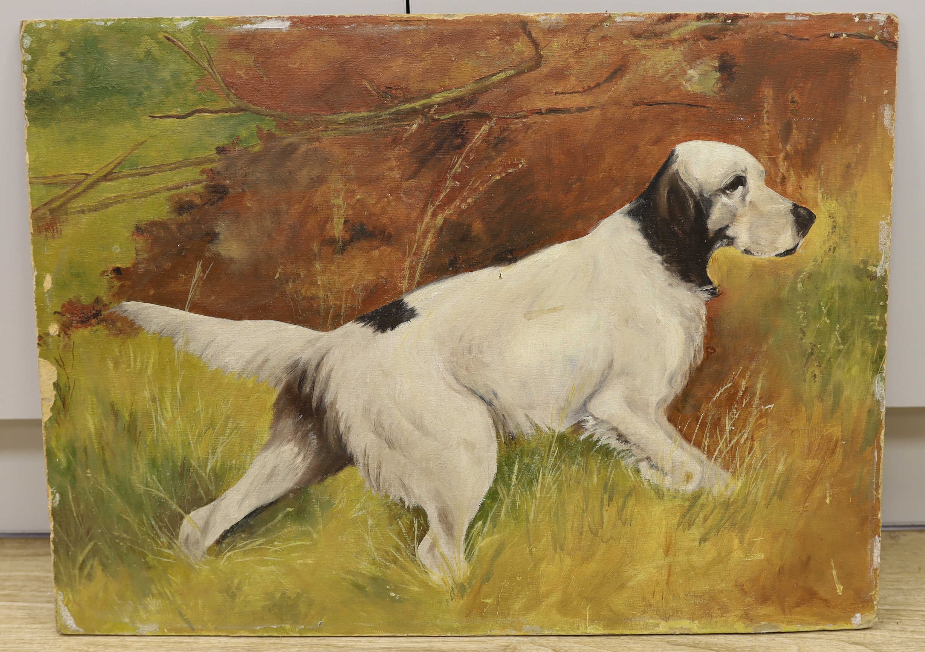 Jean Cooke, oil on board, Study of an English Setter, various inscriptions verso, unframed 51 x 69cm